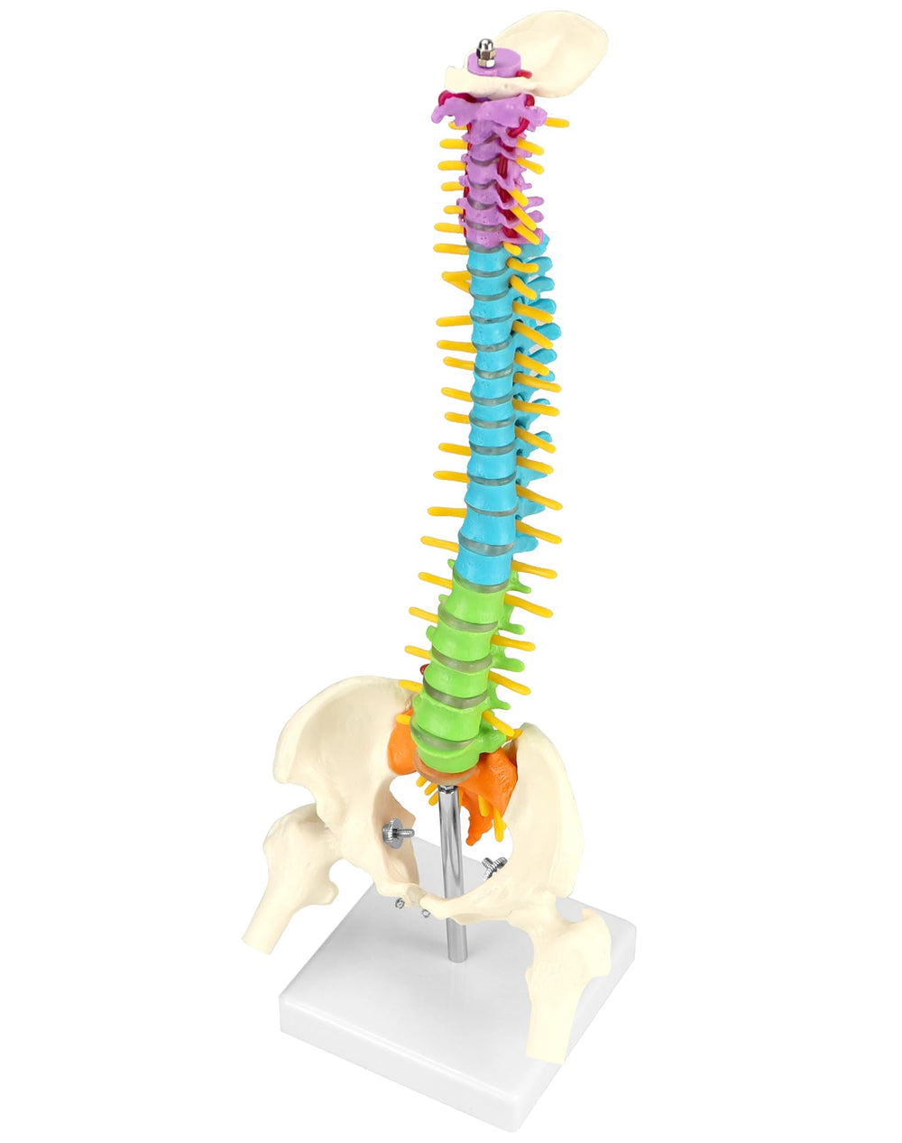 QWORK spine model with vertebral column for clear anatomy study in classrooms