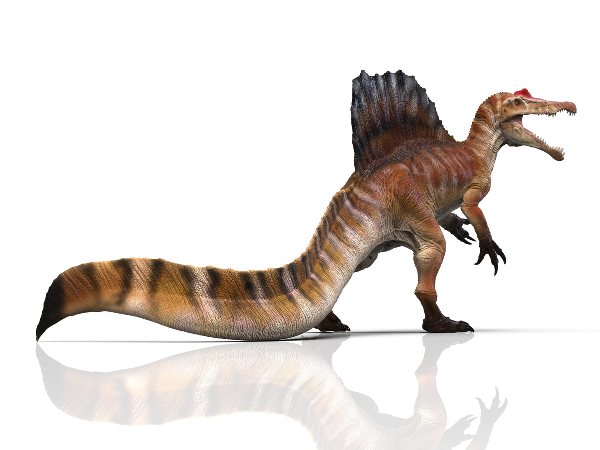 RECUR Spinosaurus 18-inch model with dramatic sail pose for display and education.