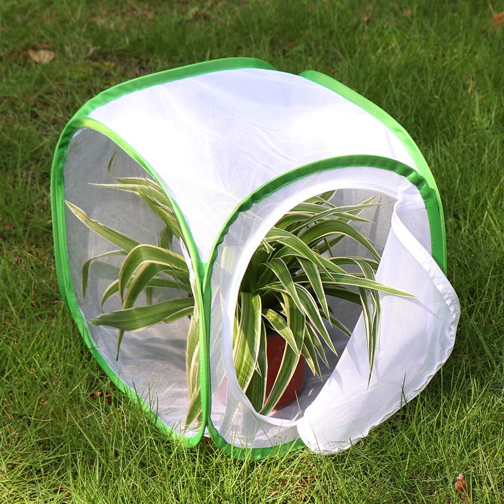RESTCLOUD collapsible enclosure provides a stable butterfly housing.