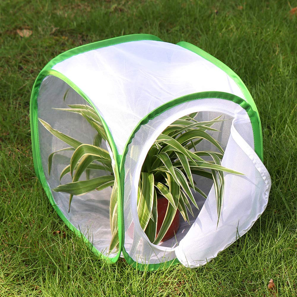 RESTCLOUD collapsible enclosure provides a stable butterfly housing.