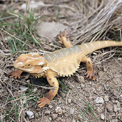 Rich Boxer lizard figurine desk decoration enhances workspaces with charm.