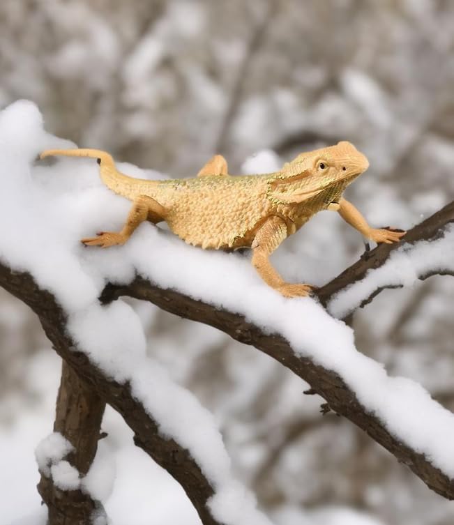 Rich Boxer lizard figurine gift-ready for reptile lovers and collectors.