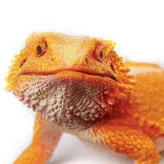 Safari Ltd Bearded Dragon Figurine side view with realistic proportions for classroom storytelling