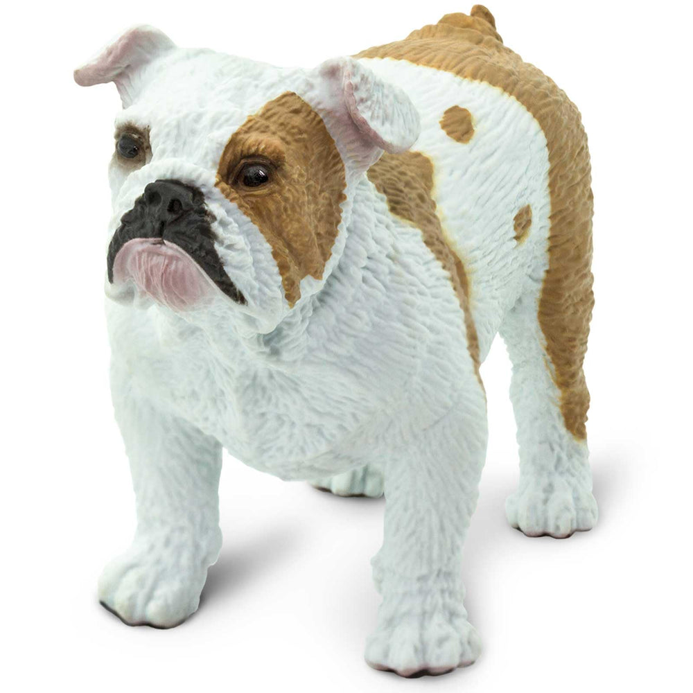 Safari Ltd Bulldog figurine on shelf ideal for classroom displays and shelves