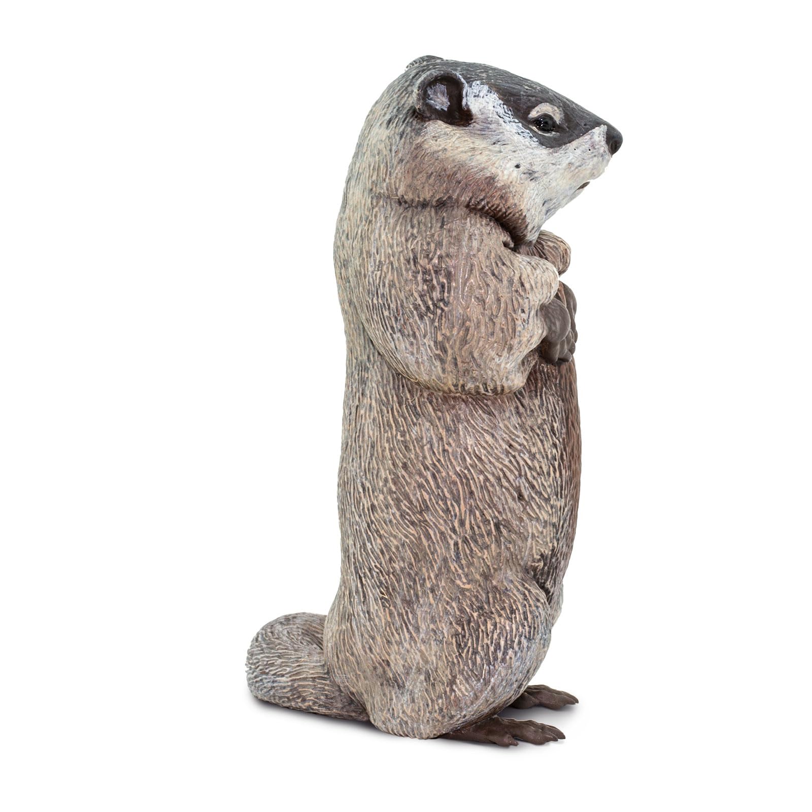 Safari Ltd groundhog safe materials ensure non-toxic play for curious toddlers.
