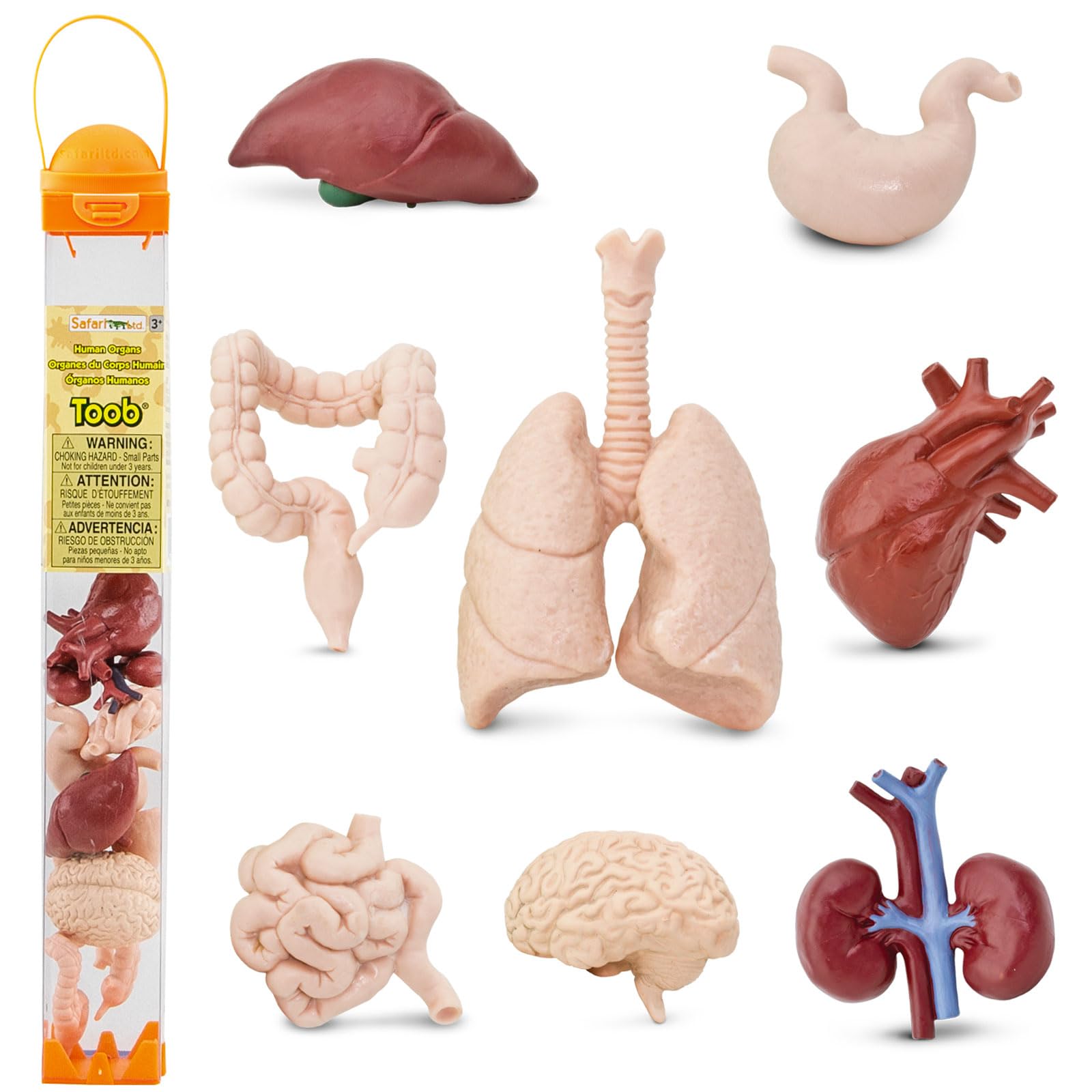 Safari Ltd Brain figure from the Human Organs TOOB for hands-on anatomy exploration.