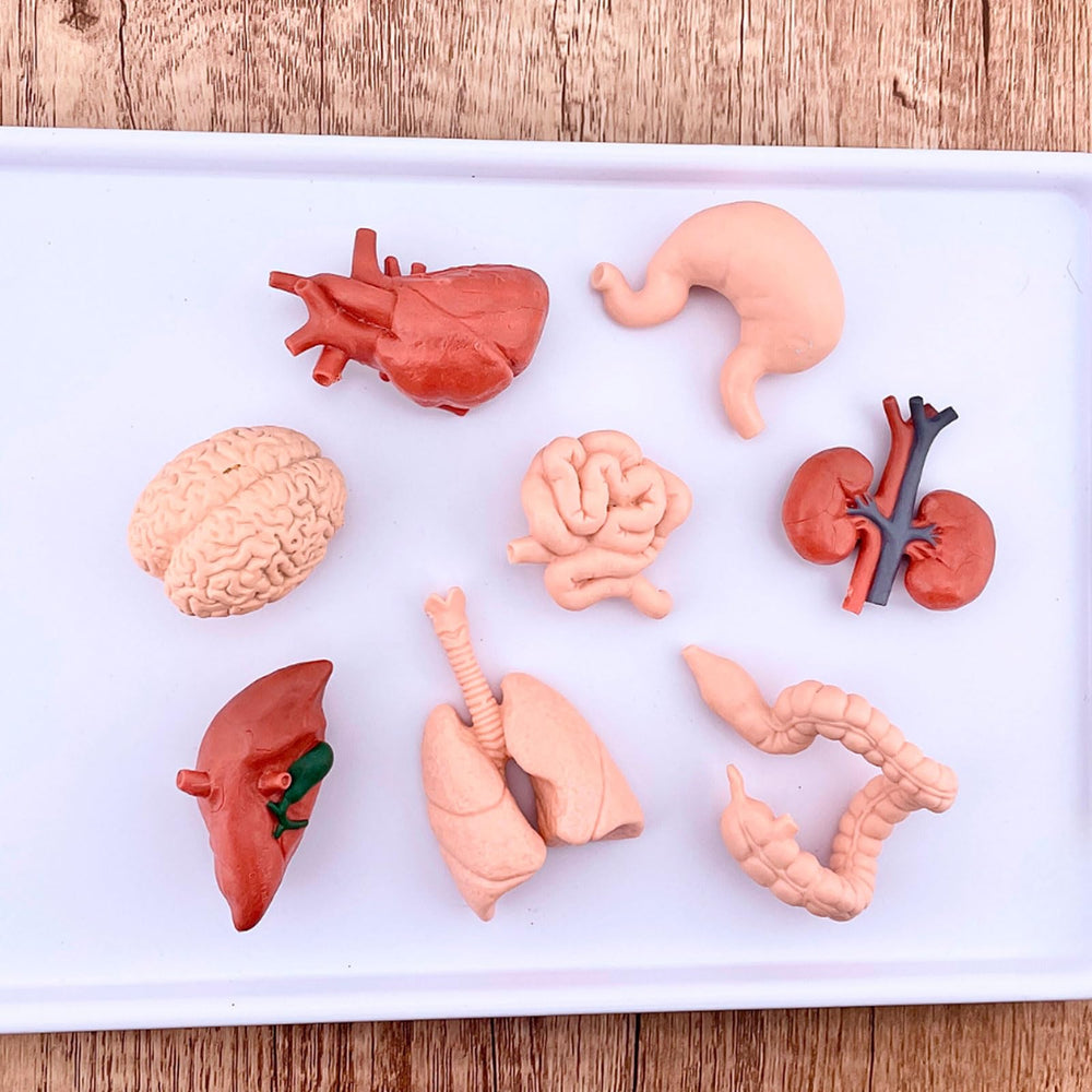 Safari Ltd Heart figure from the TOOB for quick study of organ function during play.