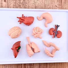 Safari Ltd Heart figure from the TOOB for quick study of organ function during play.