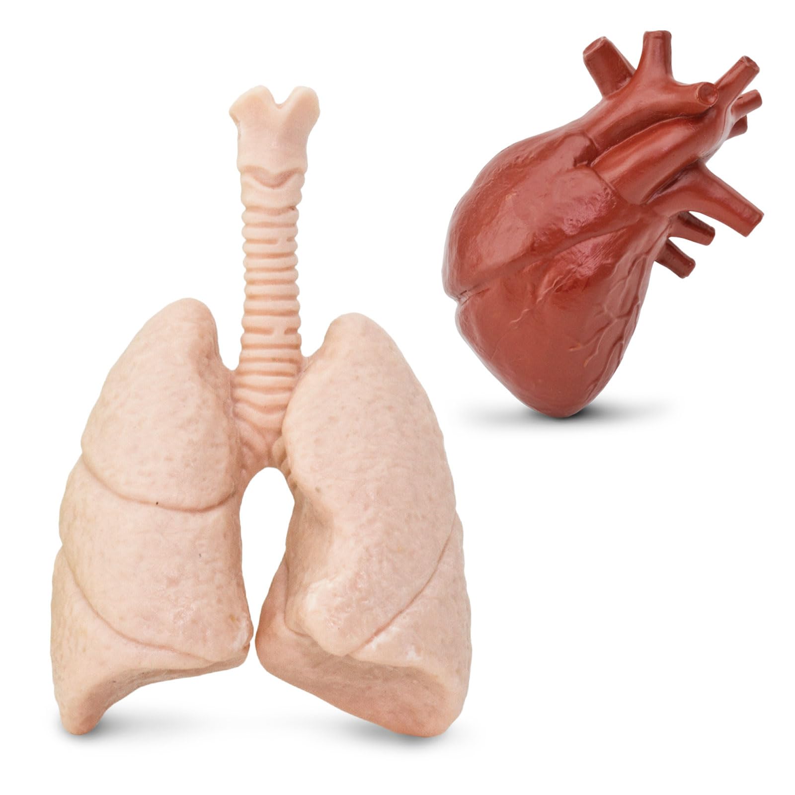 Safari Ltd Kidneys figure from the TOOB for learning about filtration in a playful context.