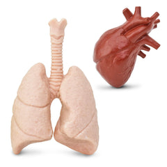 Safari Ltd Kidneys figure from the TOOB for learning about filtration in a playful context.