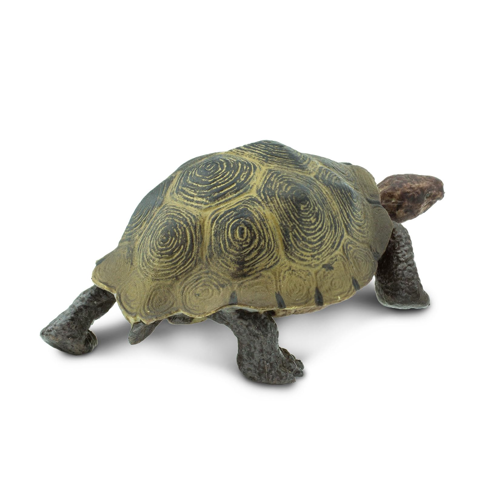 Safari Ltd. North American desert tortoise display shows size and realism.