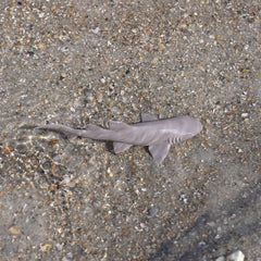 Safari Ltd Nurse Shark figurine non-toxic BPA-free materials for safe play