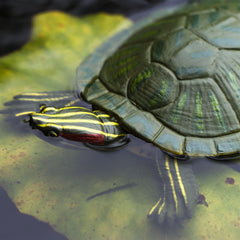 Safari Ltd red-eared slider turtle figurine classroom-use supports early science curiosity