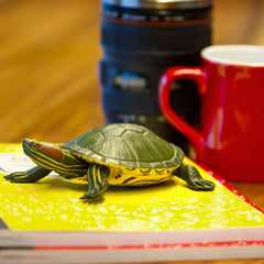Safari Ltd red-eared slider turtle figurine display-ready enhances desk decor and learning cues