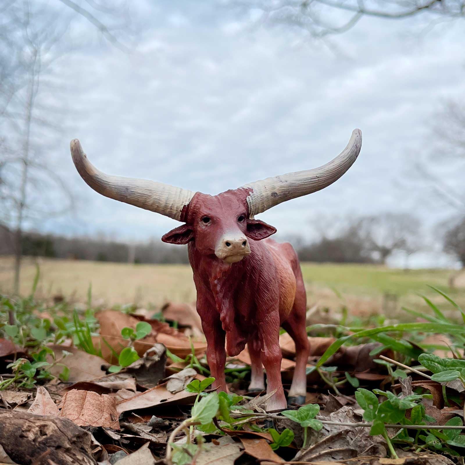 Safari Ltd Watusi Bull figurine shows realistic reddish-brown body for lifelike storytelling.