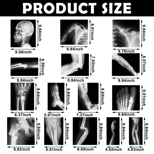 Sayglossy human skeleton X-ray layout with clear bone visuals