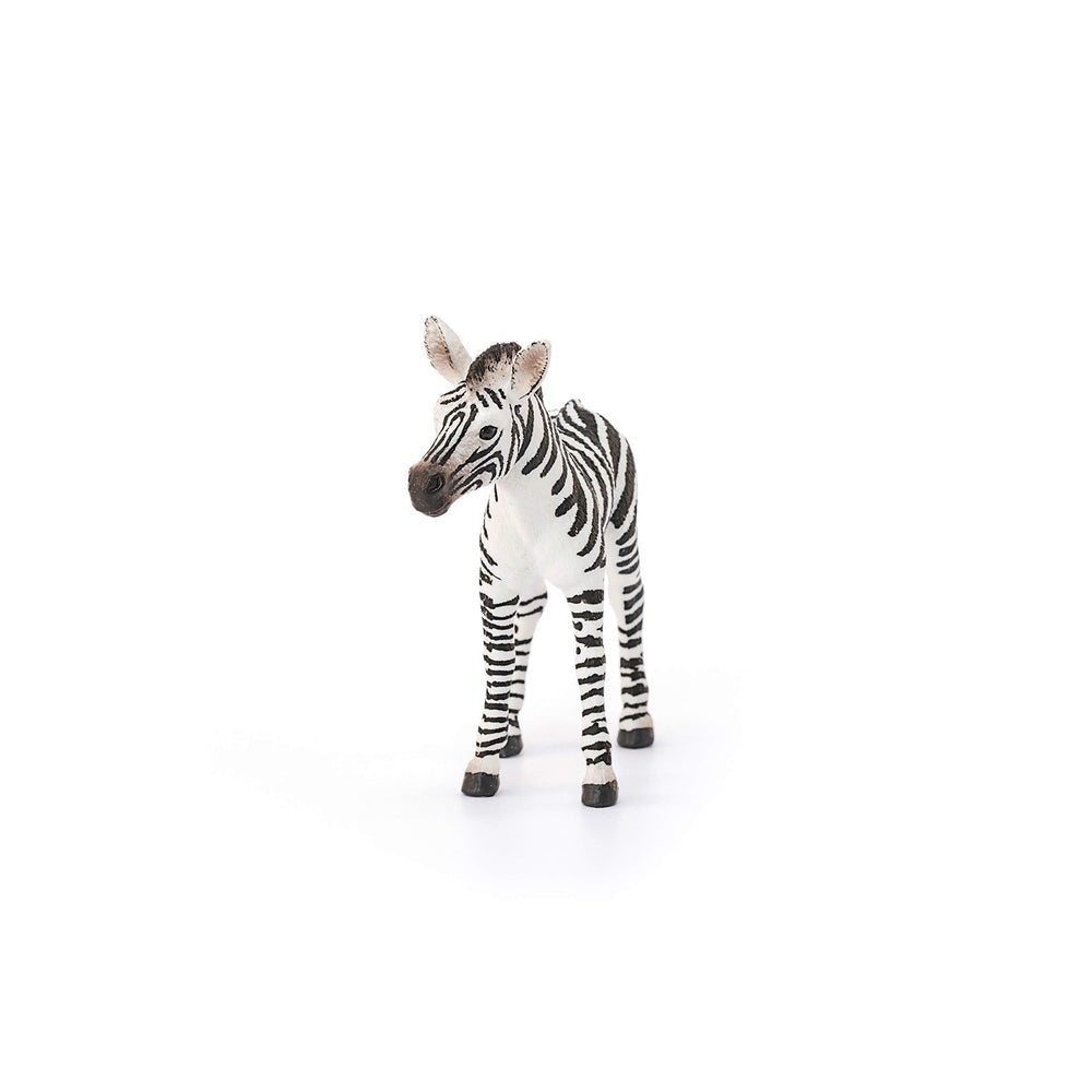 Zebra Foal in Wild Life set for educational adventures.