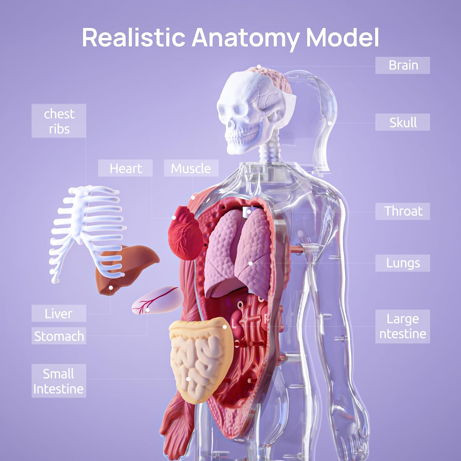 Science Can anatomy book with illustrations supports school projects and study