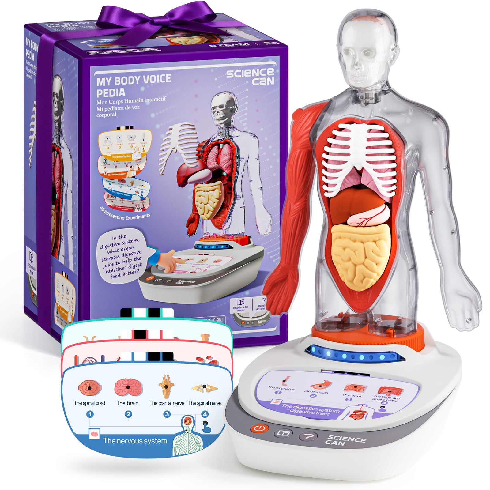 Science Can human body model torso for hands-on anatomy exploration