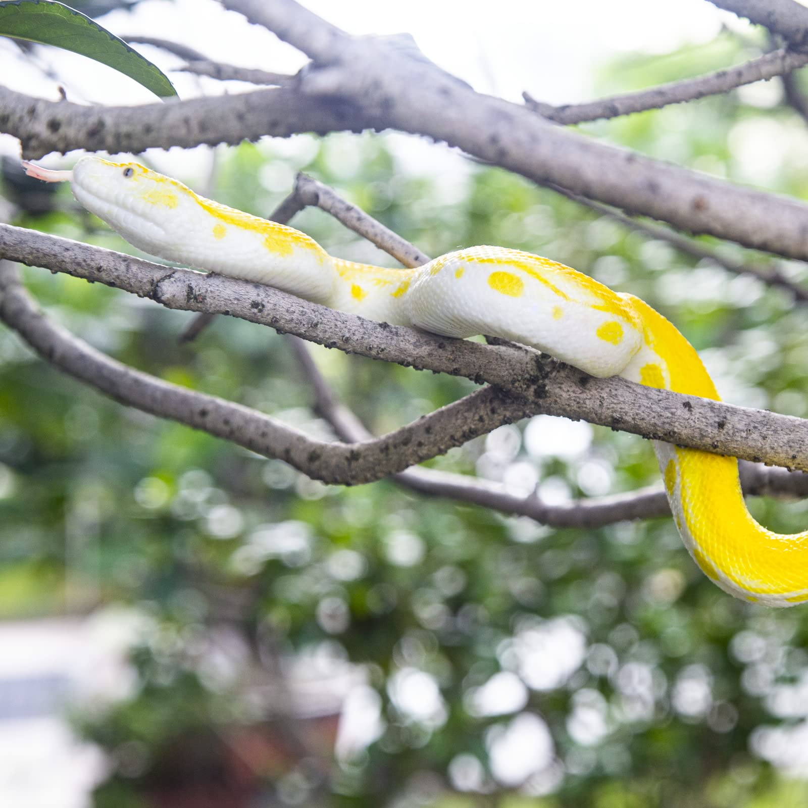 SIENON cobra snake figure 12-inch ideal for educational wildlife study