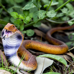 SIENON cobra 12-inch figure in ready-to-strike pose for pranks or education