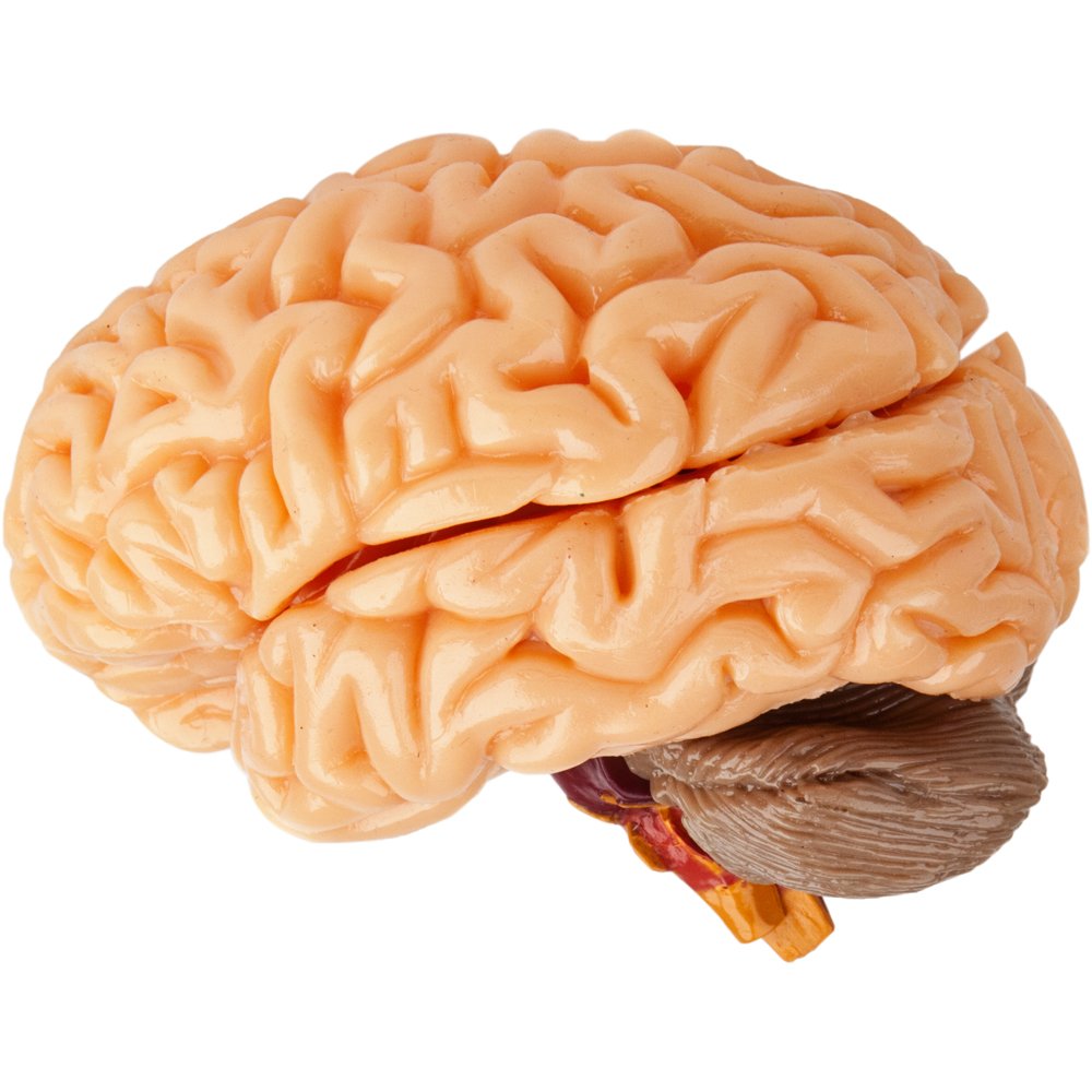 SMARTLAB Totally Squishy 12-inch body model as a lifelike study reference.