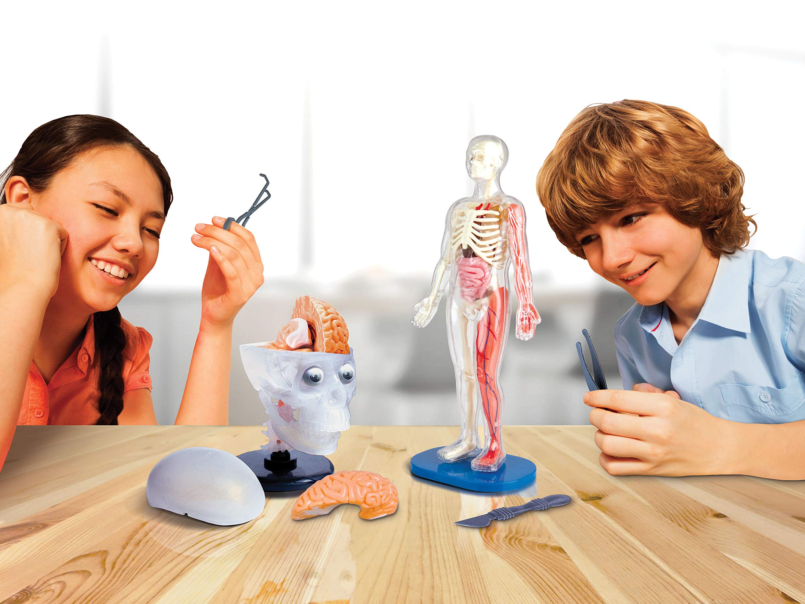 SMARTLAB Totally Squishy removable liver to explore digestion-related context.