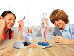 SMARTLAB Totally Squishy removable liver to explore digestion-related context.