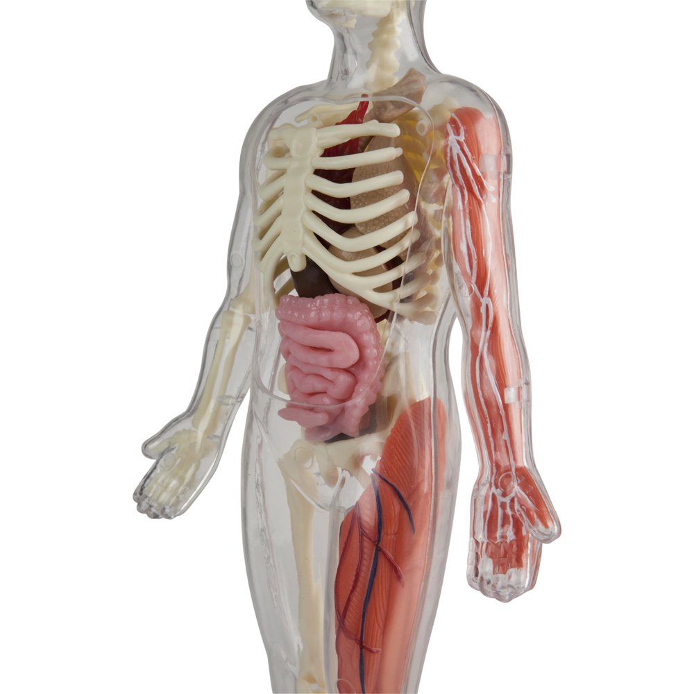 SMARTLAB Totally Squishy removable lungs to visualize organ placement.