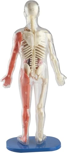 SMARTLAB Toys Squishy Human Body bones and muscles for structural exploration