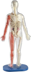 SMARTLAB Toys Squishy Human Body bones and muscles for structural exploration