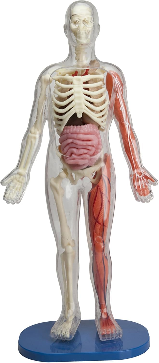 SMARTLAB Toys Squishy Human Body removable organs showcased for interactive learning
