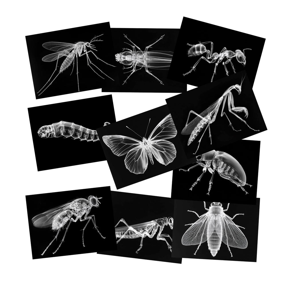 SZREGGIO Animal X-Ray Set cards laid out for hands-on learning