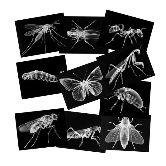 SZREGGIO Animal X-Ray Set cards laid out for hands-on learning