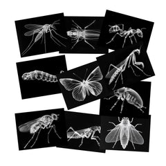 SZREGGIO Animal X-Ray Set cards laid out for hands-on learning