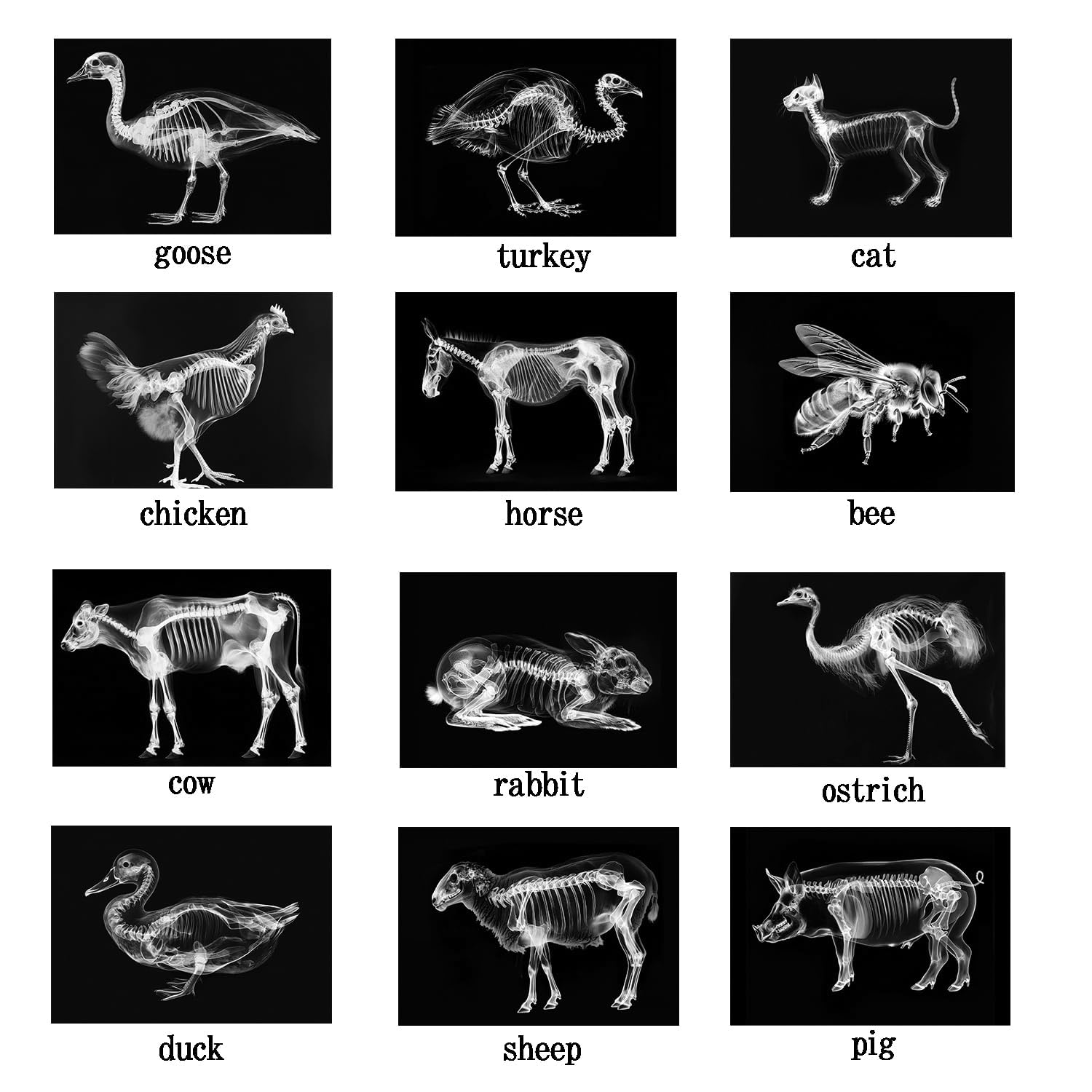 SZREGGIO Animal X-Ray Set educational cards: supports curious minds with storytelling-ready visuals.
