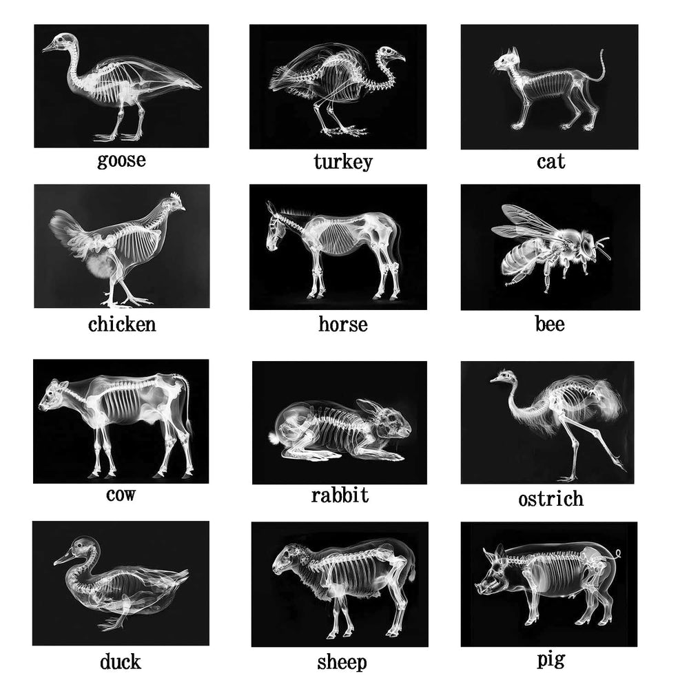 SZREGGIO Animal X-Ray Set educational cards: supports curious minds with storytelling-ready visuals.