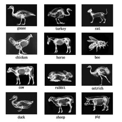 SZREGGIO Animal X-Ray Set educational cards: supports curious minds with storytelling-ready visuals.