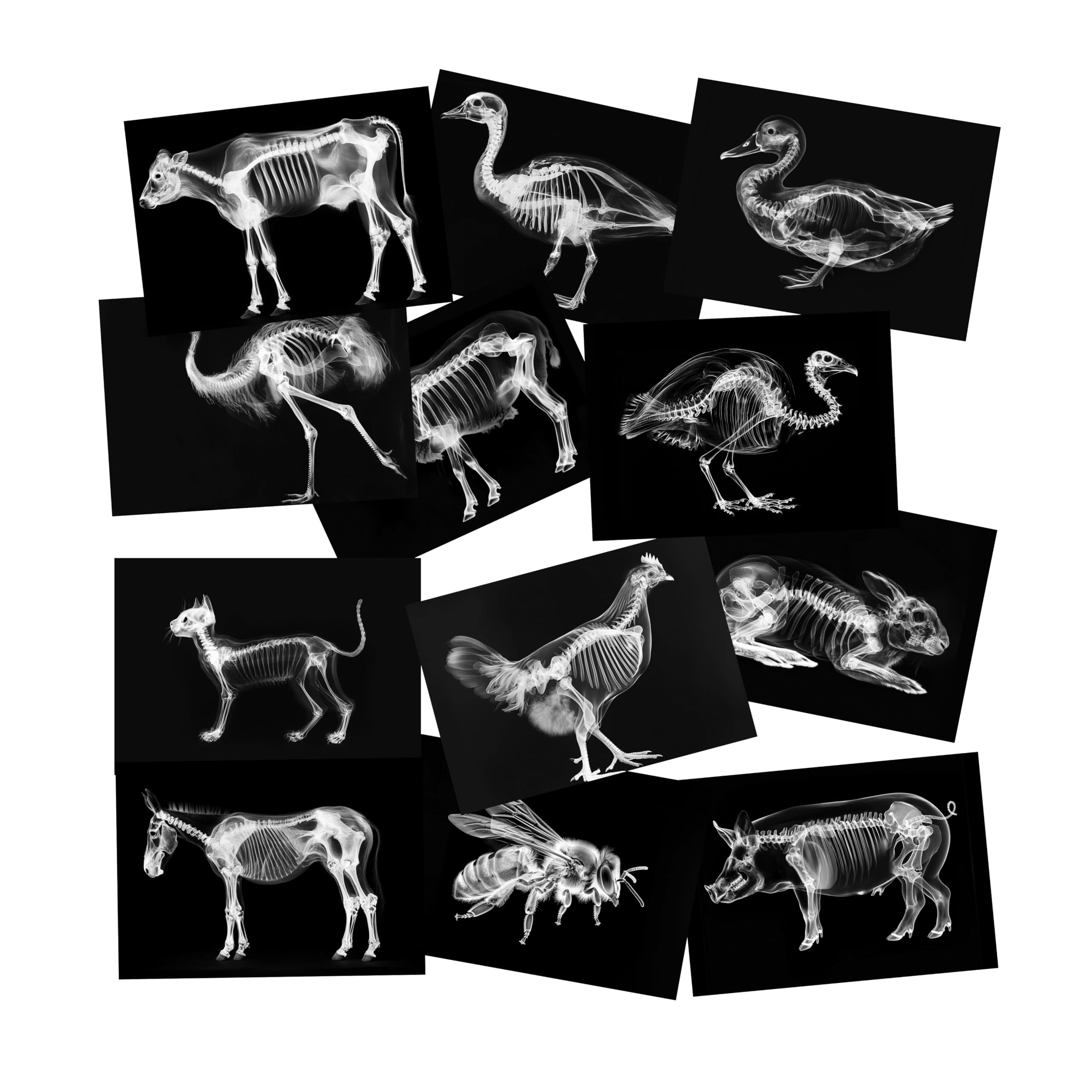 SZREGGIO Animal X-Ray Set farm cards: engaging anatomy visuals for hands-on learning.