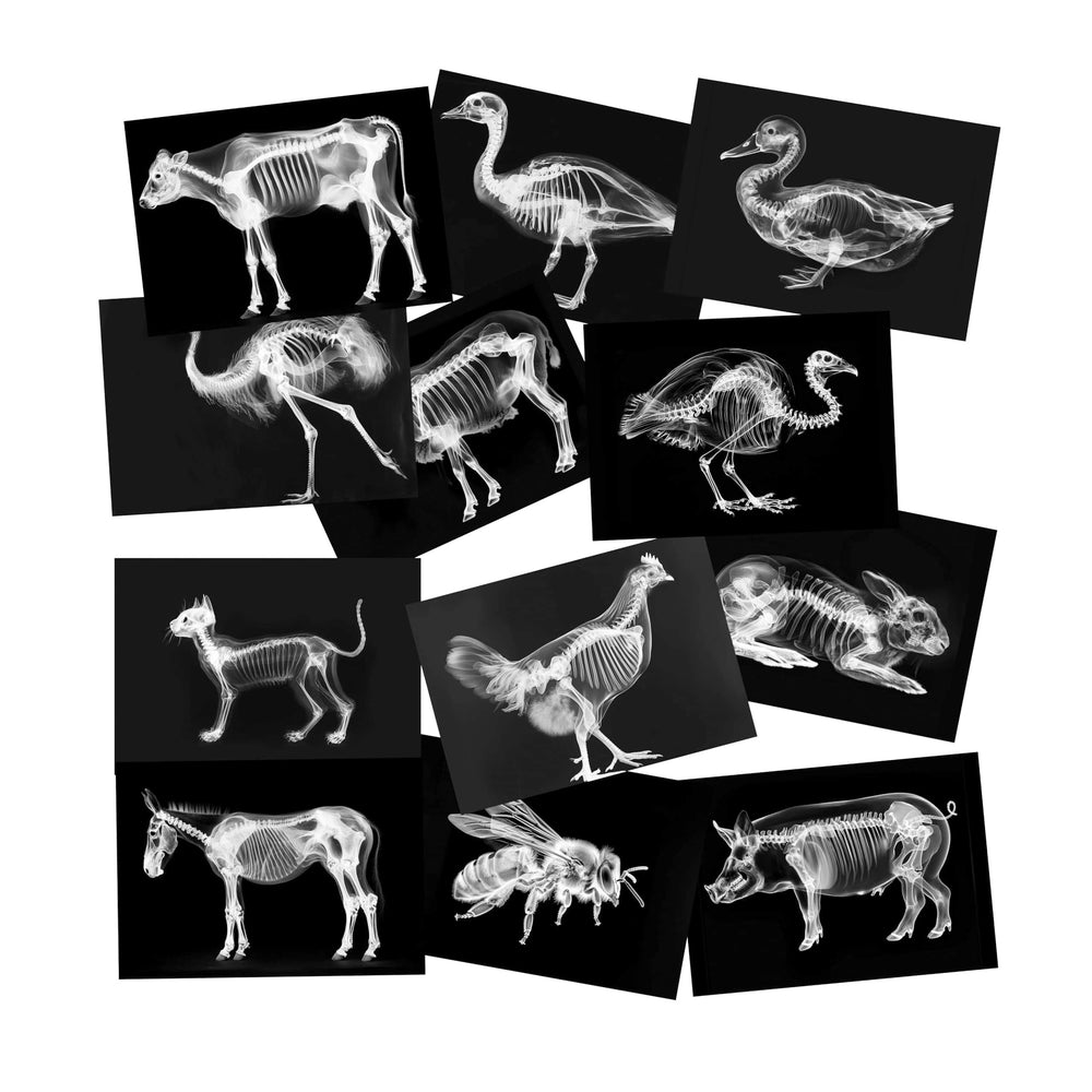 SZREGGIO Animal X-Ray Set farm cards: engaging anatomy visuals for hands-on learning.