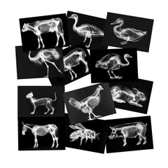 SZREGGIO Animal X-Ray Set farm cards: engaging anatomy visuals for hands-on learning.