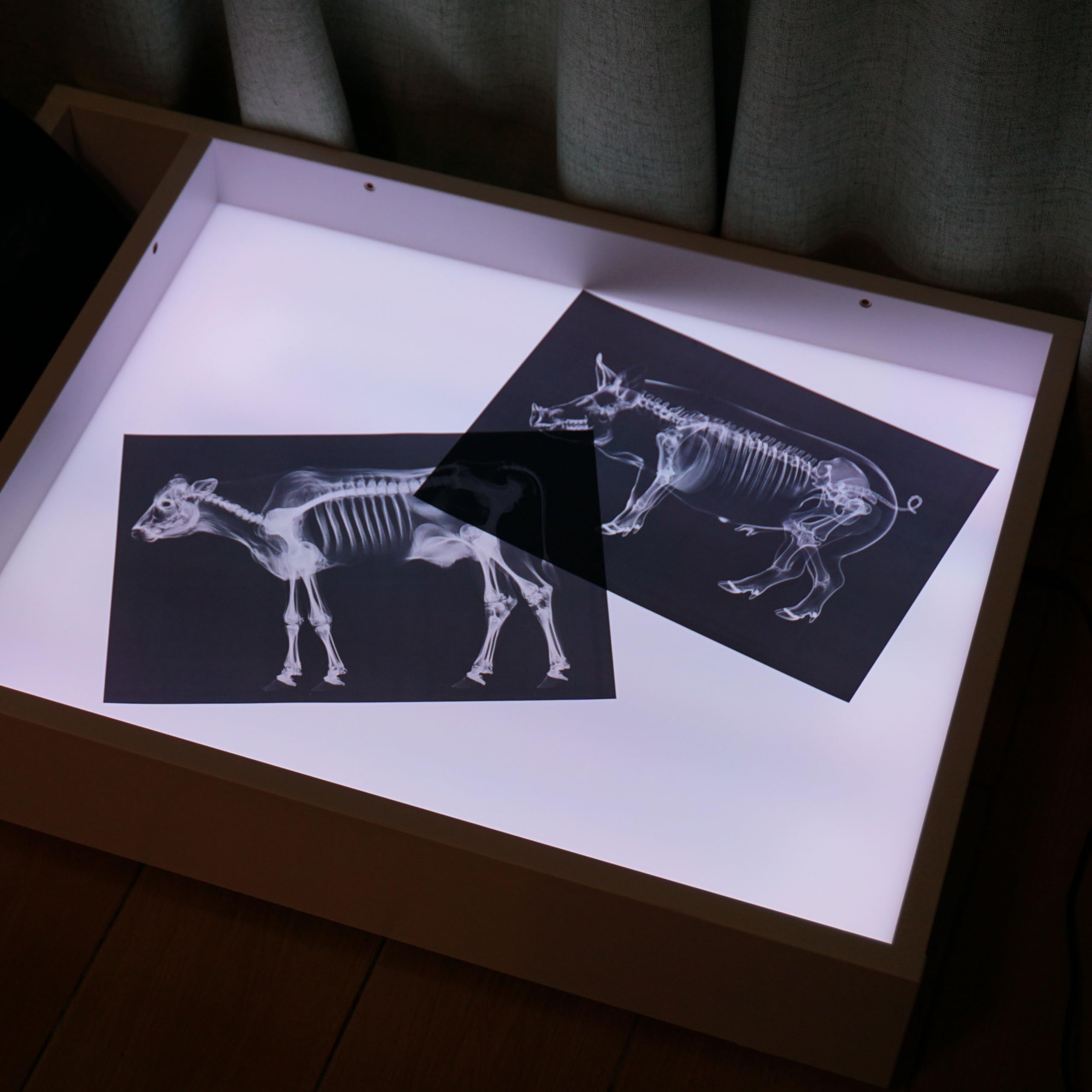 SZREGGIO Animal X-Ray Set light-table compatibility: enhances classroom or home science sessions.