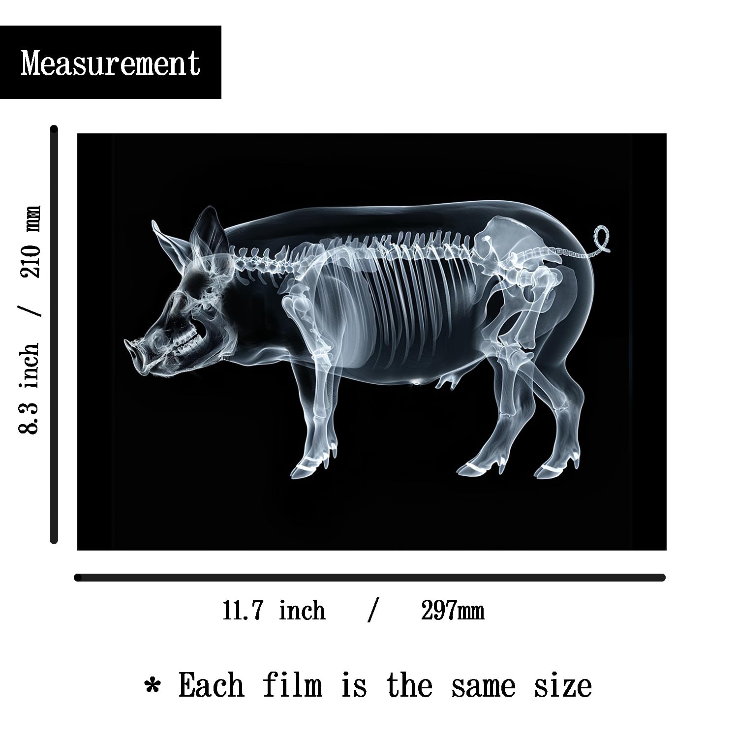 SZREGGIO Animal X-Ray Set sea life cards: explore marine anatomy and curiosity on a light background.