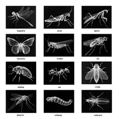 SZREGGIO Animal X-Ray Set sea life and insects display for study