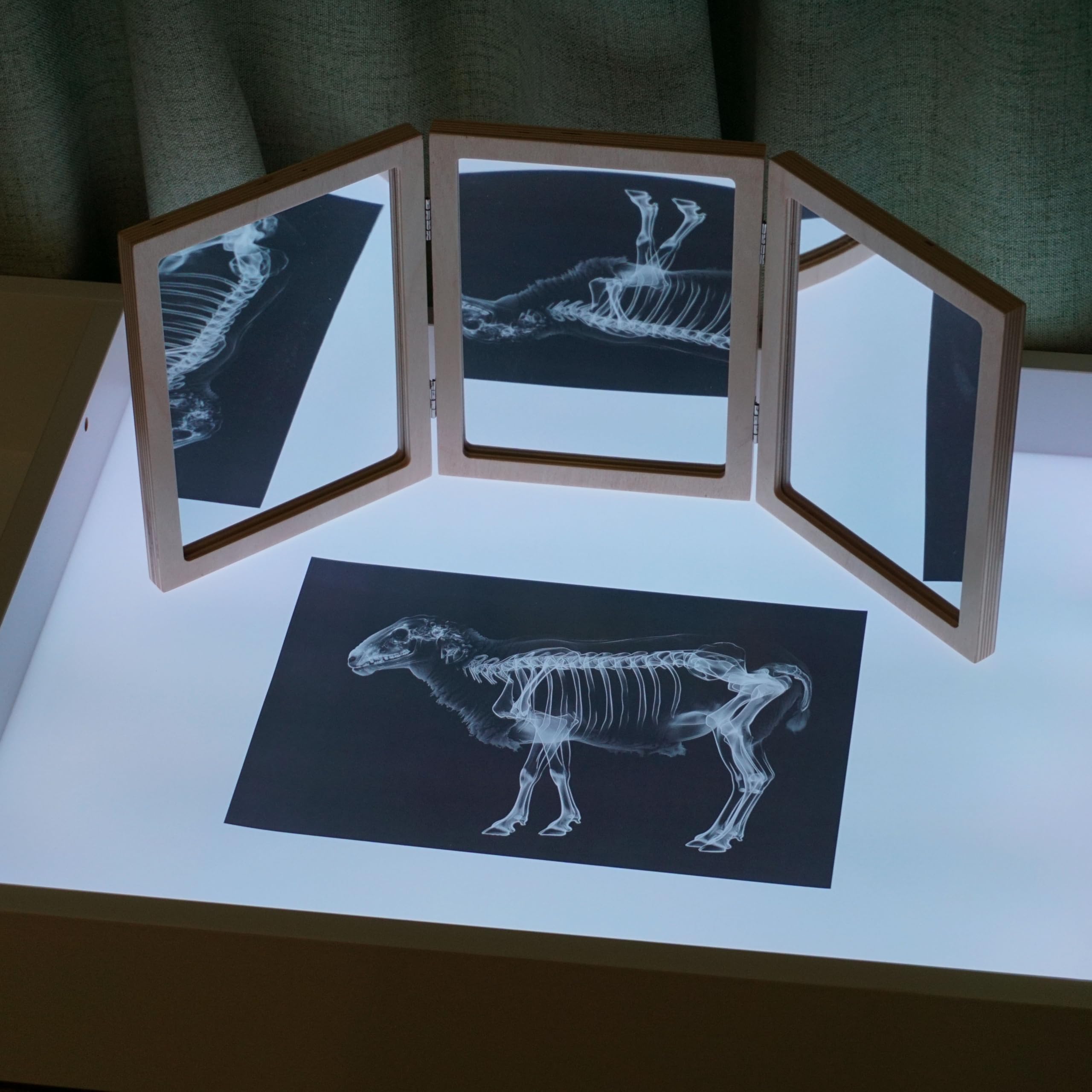 SZREGGIO Animal X-Ray Set wild animals cards: discover skeletal structure through interactive observations.