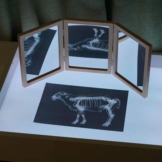 SZREGGIO Animal X-Ray Set wild animals cards: discover skeletal structure through interactive observations.