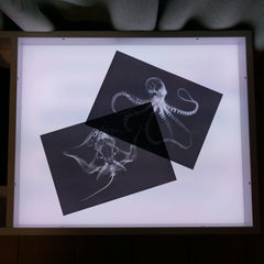 SZREGGIO Animal X-Ray Set wild animals spark curiosity and observation