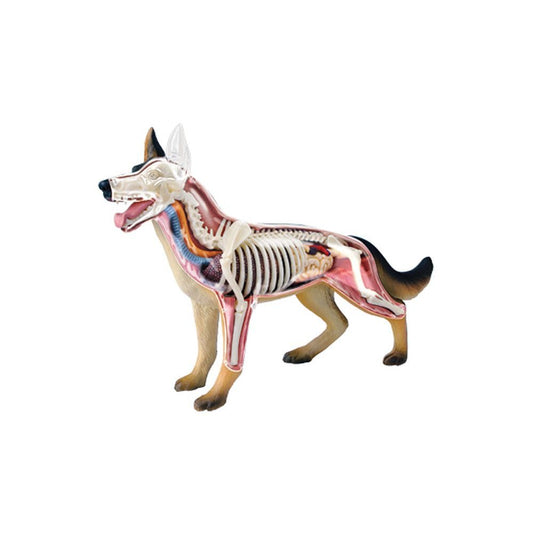 TEDCO 4D Vision Dog Anatomy Model with stand for interactive learning and display