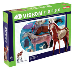 TEDCO 4D Vision Horse Model with detachable organs demonstrates internal structure for educational exploration
