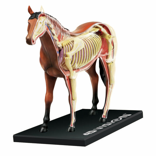 TEDCO 4D Vision Horse Model front view highlights detachable parts for hands-on anatomy study